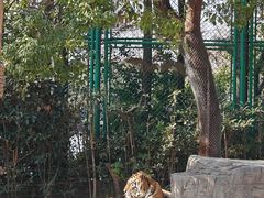 -上海野生动物园老虎餐厅