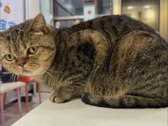 -纳吉亚猫专科动物医院博雅分院