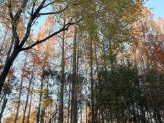 -上海海湾国家森林公园