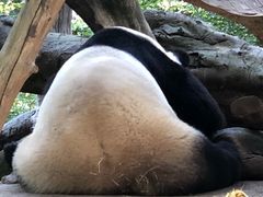 -圣地亚哥动物园