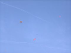 -合肥滨湖国家森林公园