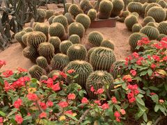 -石家庄市植物园