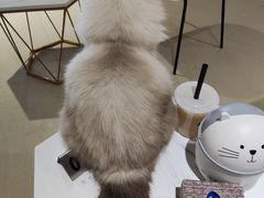 -藏猫猫咖啡主题馆(中央大道店)