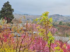 -桃源山庄·水蜜桃采摘·柴火鸡·烧烤团建(龙泉山店)