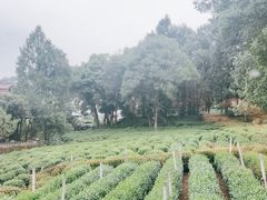 -野蔓果·山野菜(西湖景区·龙井茶田店)