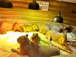 -Zoolung Zoolung动物主题公园(海信广场店)