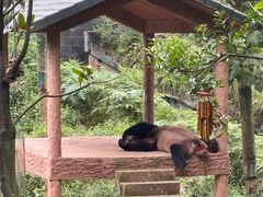 -中国大熊猫保护研究中心雅安碧峰峡基地