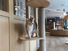-CAT’S MEWSTAR CAFE·喵星球猫屋(晴湾咖啡店)