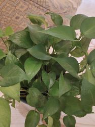 -北京俪婴妇产医院(朝阳大悦城店)