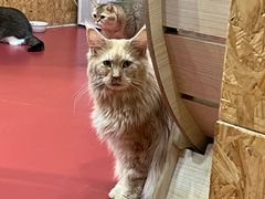 -和它·交个朋友·狗咖猫咖(爱琴海店)