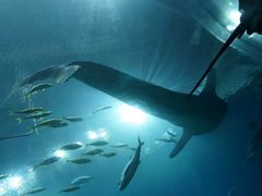 拱北口岸中国旅行社-广东省拱北口岸中国旅行社(华宾营业部)