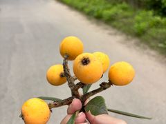 -菊园百果园