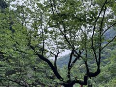 -洛阳白云山景区