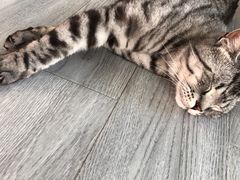 -喵屿·大理花园猫咖