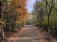 -上海海湾国家森林公园