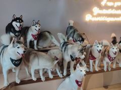 -Husky Go! 哈士奇体验馆·宠物咖啡厅狗咖