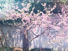 -南汇桃花村
