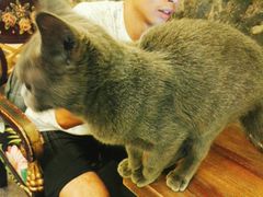 -猫色咖啡·猫咖