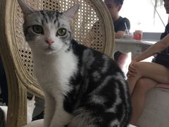 -共舞时光猫咖·狗咖(新街口店)