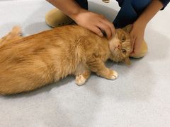 -萌兽医馆·犬猫专科·眼科中心·宠物医院(朝阳门分院)