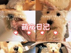 -翊宠yipet猫狗购宠庄园犬舍•猫舍