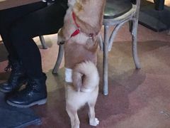 -百好乐宠物友好餐厅(朝外大街店)