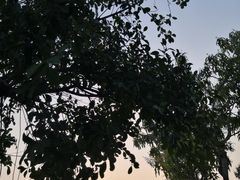 -福田红树林生态公园