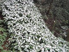 -缙云山景区