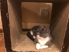 -猫友咖啡店(玉林西路店)