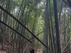 -四明山国家森林公园