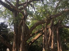 -瑞丽独树成林风景区