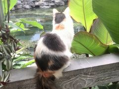 android_upload_pic-山色柴火烤披萨·原切牛扒