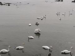 -烟墩角天鹅湖