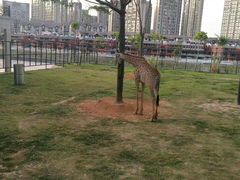 -灵玲国际马戏城