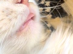-平行世界·猫咖(首经贸店)