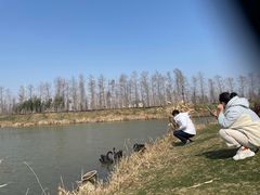 -荷兰花海
