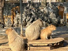-合肥野生动物园