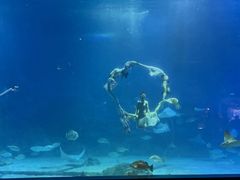 -烟台海昌鲸鲨海洋公园