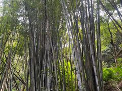 -黄埔油麻山森林公园