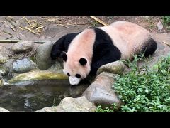 -都江堰中华大熊猫苑