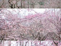 -杭州植物园