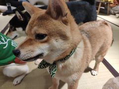 -逗柴咖啡屋·狗咖猫咖宠物桌游