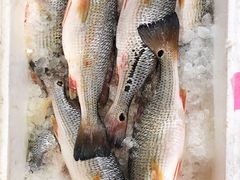 -东方国际水产中心