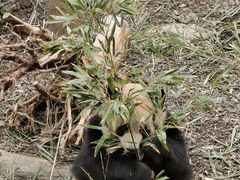 -都江堰中华大熊猫苑