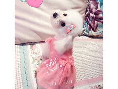 -米苏动物医院·犬猫专科·骨科外科内窥镜