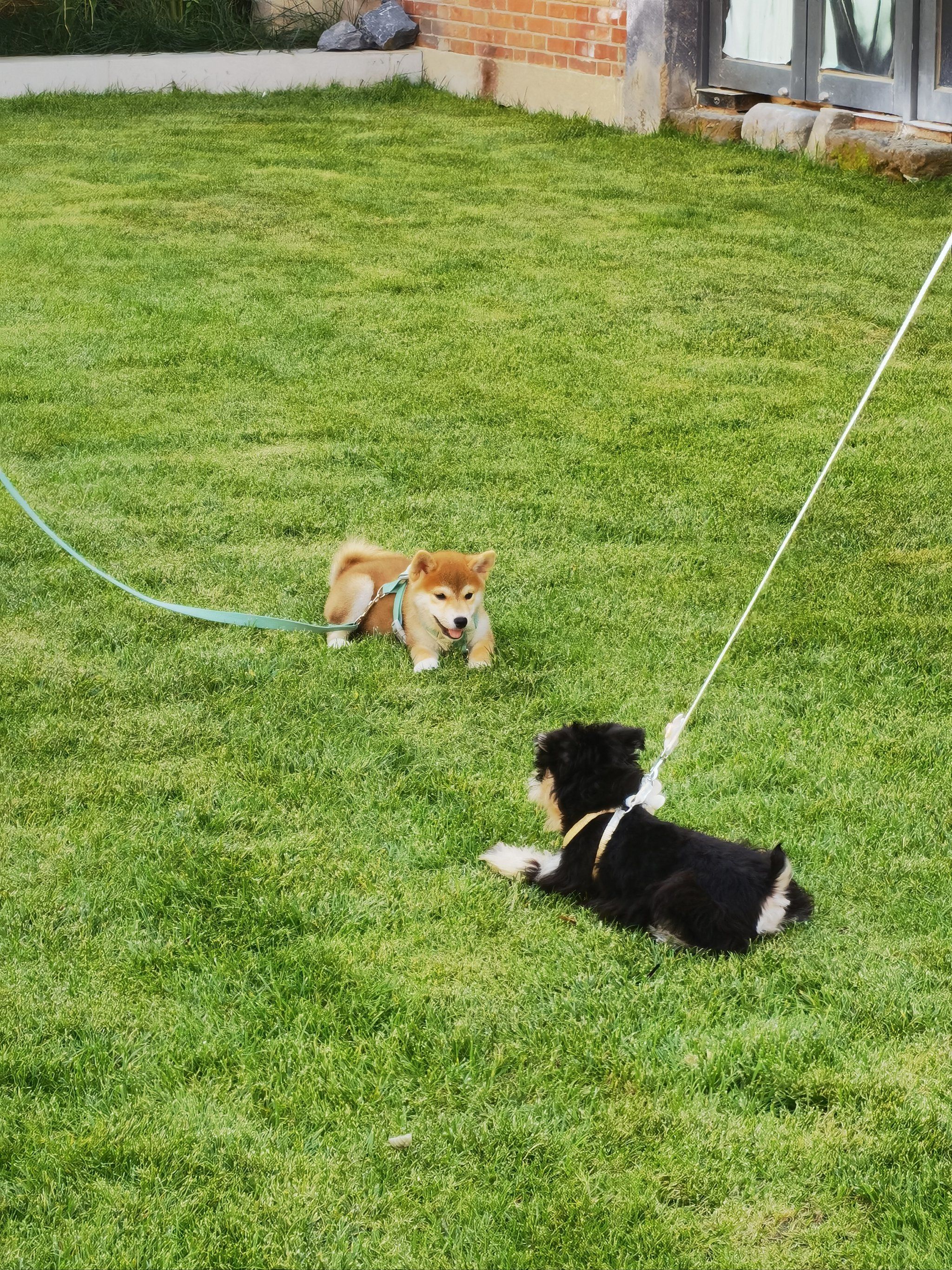 n
两只小狗一个是柴犬一个是雪纳瑞,小小两只在草坪上打闹,可爱的