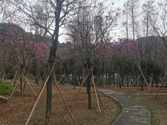 -西樵山风景名胜区-天湖公园