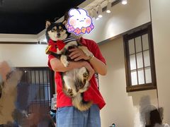 -逗柴咖啡屋·狗咖猫咖宠物桌游