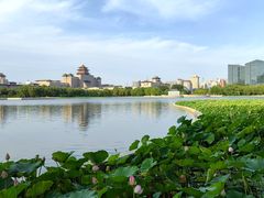 -莲花池公园
