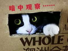 -北京赛佳动物医院